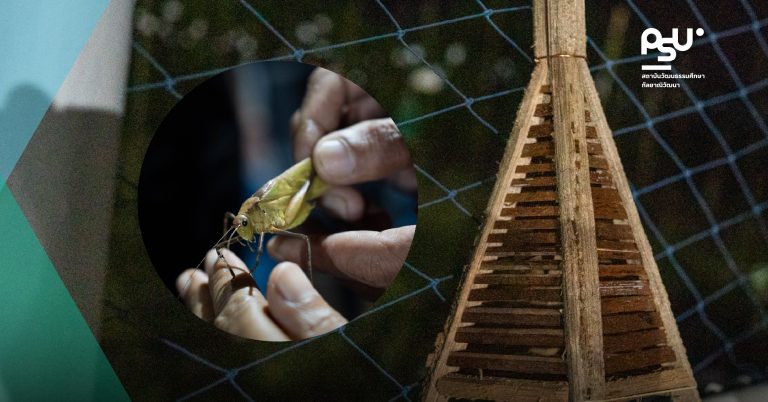 Article_INSECT_Yamu-02